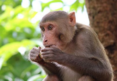 India Primate Tour