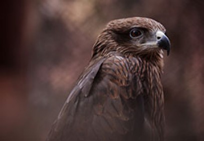 Birding Safari, Upper Assam & Mishmi Hills