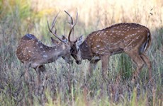 Wildlife, Culture & Birding Safari