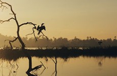 Birding Safari, Arunachal Pradesh