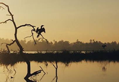 Birding Safari, Arunachal Pradesh