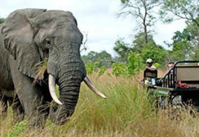 Essential Kruger Safari