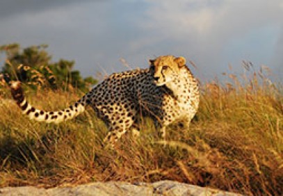 Malaria Free Family Safari