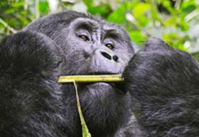 Best of Uganda