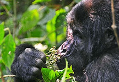 Ultimate Gorilla Expedition