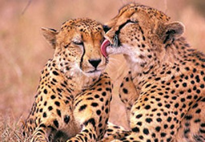 4-Day Tanzania Camping Safari