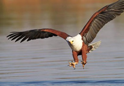 Botswana Budget Fly-in Safari