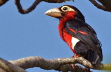 15-Day Ghana Birding and Nature Tour