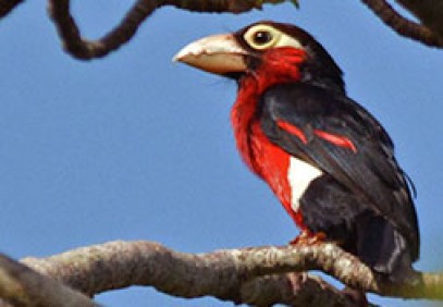 15-Day Ghana Birding and Nature Tour