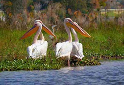 Discover Kenya – Samburu, Ol Pejeta, Nakuru & Mara