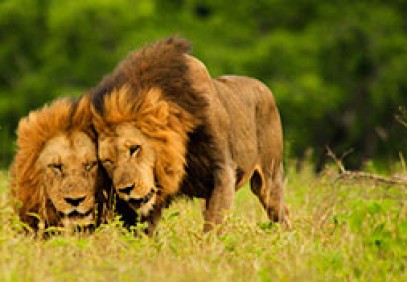 Kruger Park Family Safari