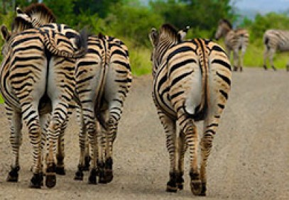 Classic Safari & Panoramic Tour