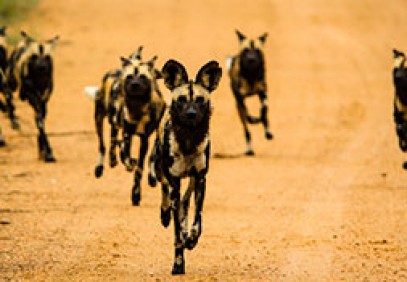 Kruger Fly-in Safari
