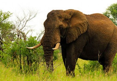 Best of South Africa