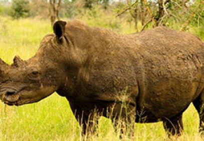 Exclusive Timbavati Lodge Safari