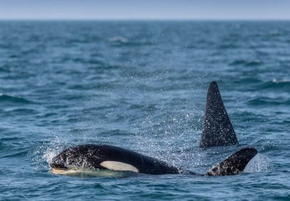 Orcas and Aurora