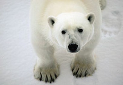 Classic Polar Bear Adventure
