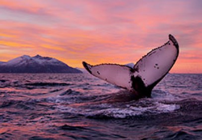 Noorderlicht Whale and Aurora Cruise