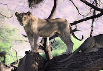 Kenya and Tanzania Group Safari