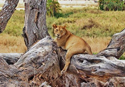 Safari Kiboko