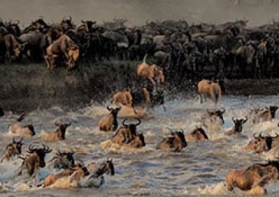 Wildebeest Migration Safari