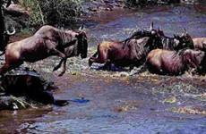 Masai Mara Private Safari