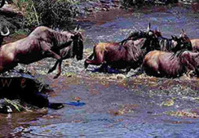Masai Mara Private Safari