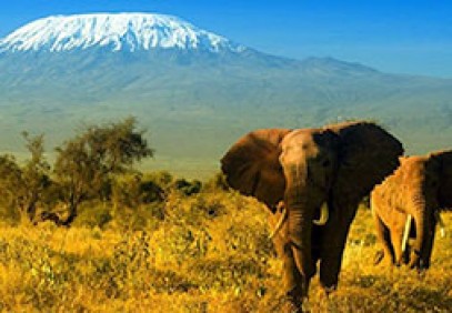 Amboseli Safari