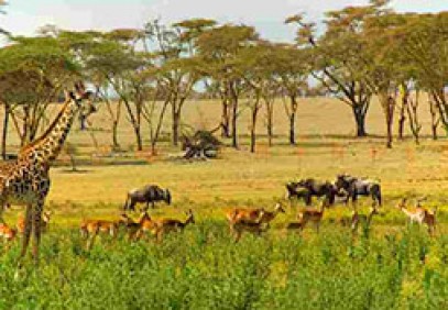 Amboseli & Tsavo Safari