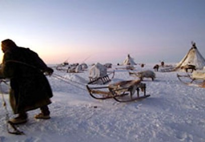 Nenet Migration Yamal Peninsula