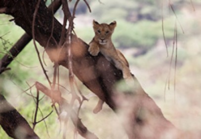 Tanzania Big Five Safari
