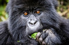 Discover Uganda Safari Private Tour