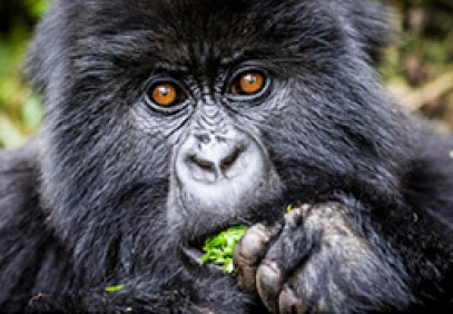 Discover Uganda Safari Private Tour