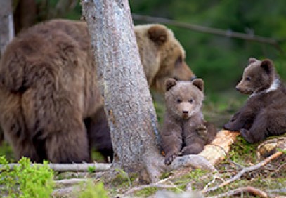 Wild Brown Bear Adventure