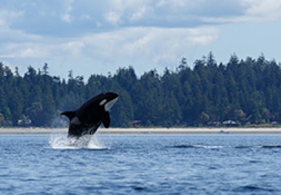 Sailing the Great Bear Rainforest
