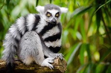 Wildlife Heritage of Madagascar