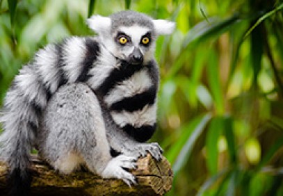 Wildlife Heritage of Madagascar
