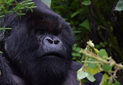 Gorilla Trek Rwanda
