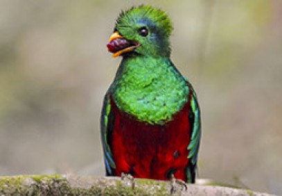 Mountains and Rainforest Birding Safari