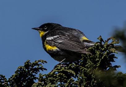 Guatemala Endemic Bird Safari
