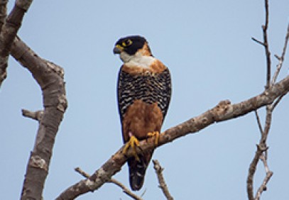 Belize Birding Safari