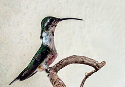 Mexico – Yucatan Endemic Bird Safari