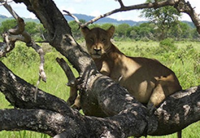 Classic Kenya and Tanzania Safari
