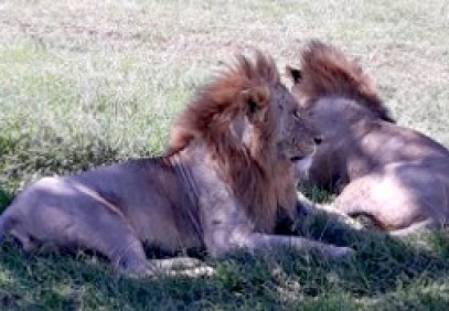 Samburu, Nakuru, Masai Mara Safari