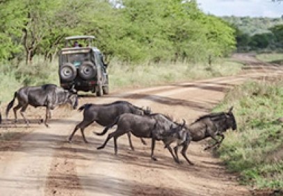 3 Day Wildebeest Migration Safari