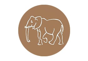Outdoor African Tour Safari