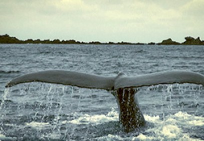 Whale Watching on the Pacific Coast