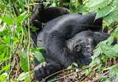 3-Days Mountain Gorilla Trekking