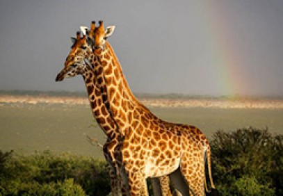 6-Day Uganda Private Wildlife Safari