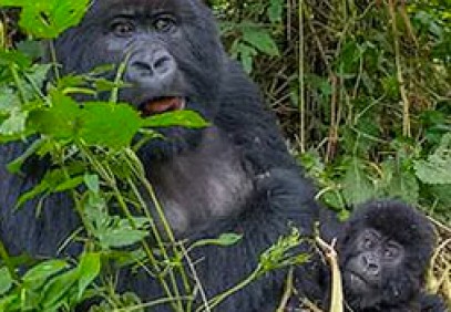 3 Day Uganda Gorilla Safari